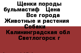 Щенки породы бульмастиф › Цена ­ 25 000 - Все города Животные и растения » Собаки   . Калининградская обл.,Светлогорск г.